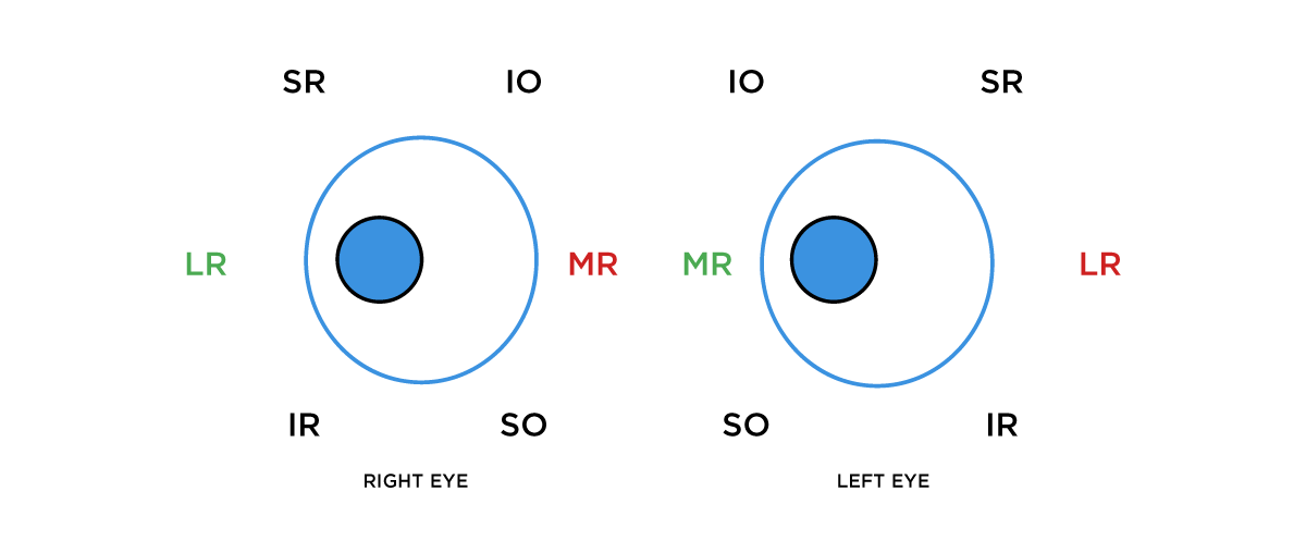 Eye Muscle Function