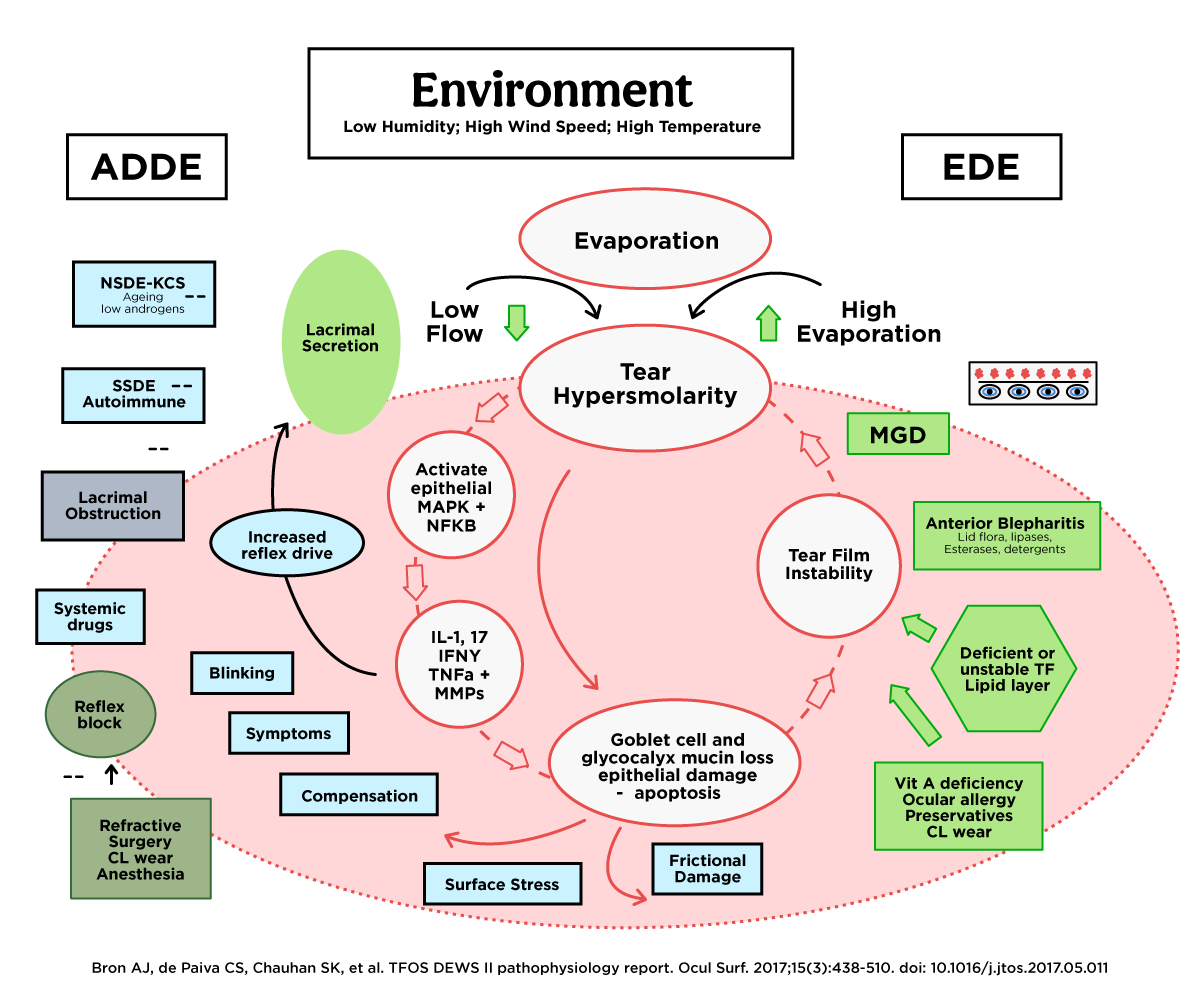 etiologies and contributory elements of ADDE and EDE