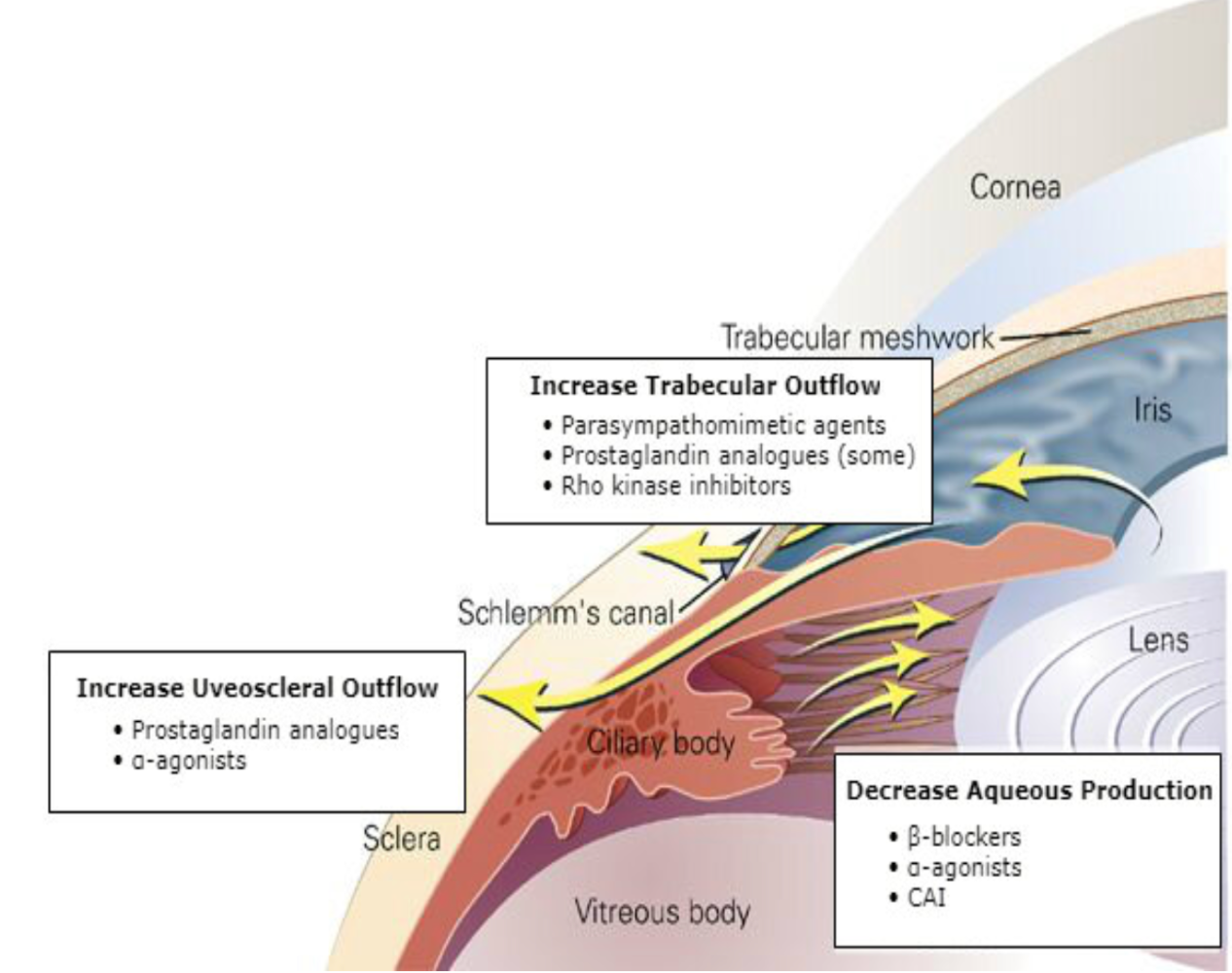 Glaucoma Drops Mechanism of Action