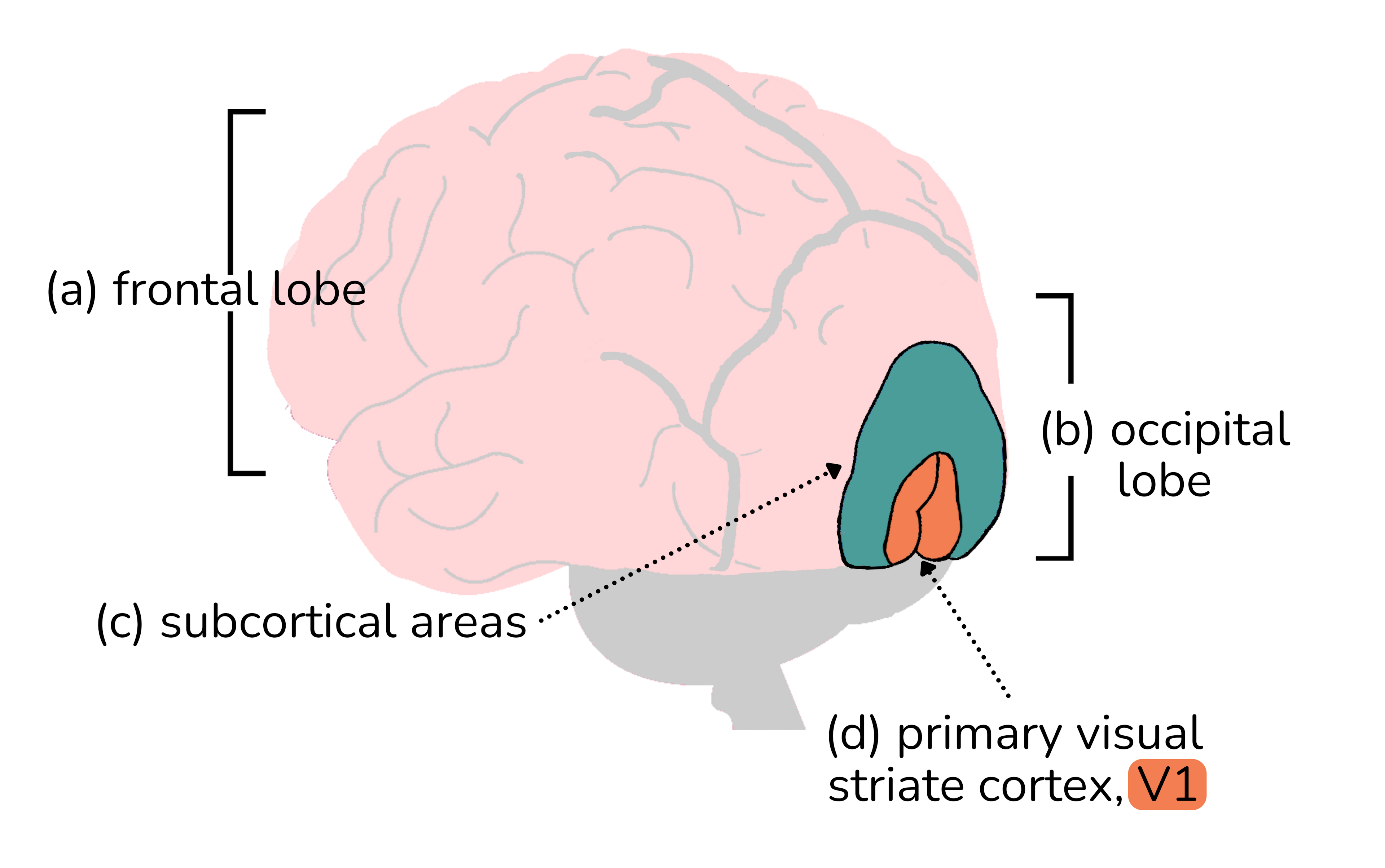 Primary visual striate cortex
