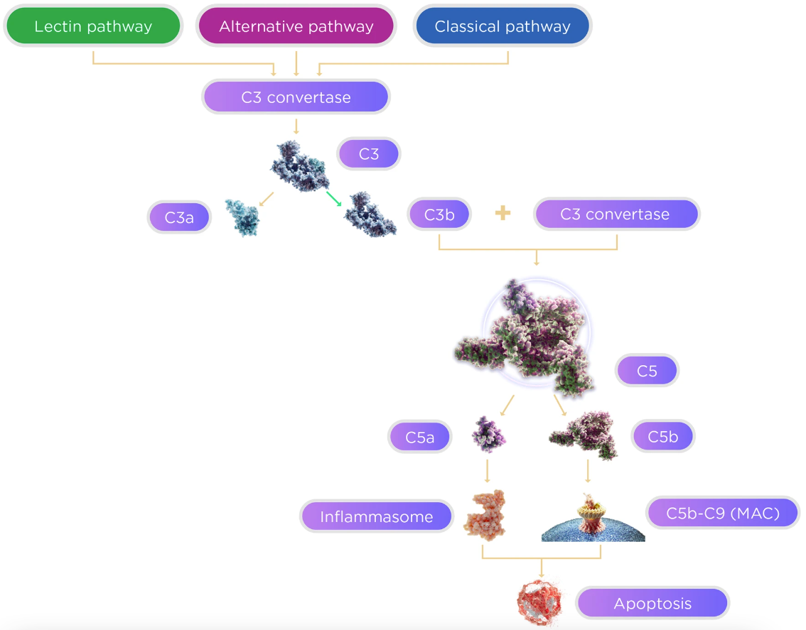 Complement System Pathway 